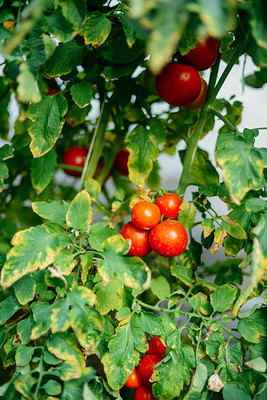 RnB tomato Seed(30 per packet)