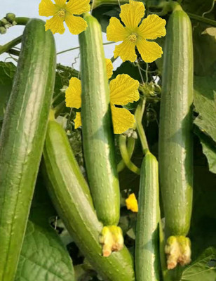 KNESSiN Sponge Gourd/Loofah (Torai) Vegetable Seeds-[10gm] Seed(50 per packet)