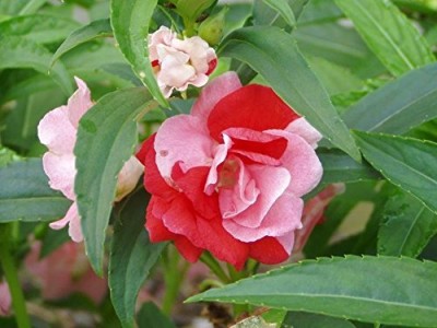 Lorvox Rose Balsam Flower Seed(55 per packet)