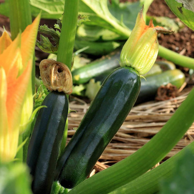 Qualtivate RES-2A Black Beauty Zucchini Summer Squash Seed(30 per packet)