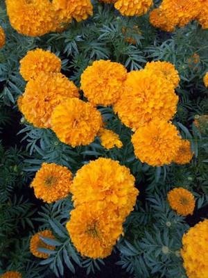 Abamec marigold/gende ka phool flower seeds Seed(75 per packet)