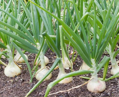 Quentova White Sweet Onion Organic-SNIG-3C Seed(200 per packet)