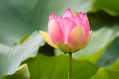 Bahan Traders lotus,kamal gatta Seed(11 per packet)