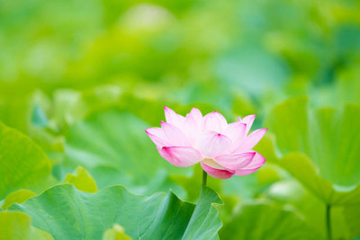Oliver lotus,kamal gatta Seed(11 per packet)