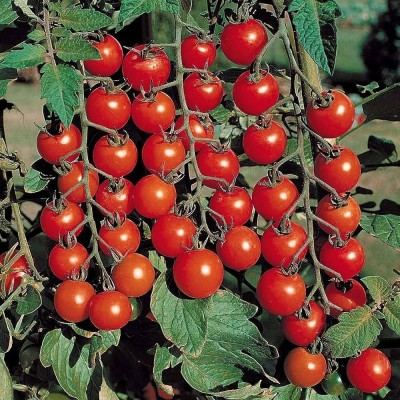 BJUBAS hybrid tomato seeds for Home Garden Seed(110 per packet)