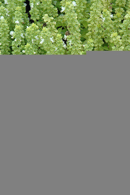 WILLVINE LX-39 Greek Basil Basilico Greco Seed(1000 per packet)
