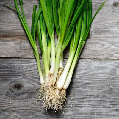 WILLVINE HAR -XVI Bunching Evergreen White Nebuka Onion [100g] Seed(300 per packet)
