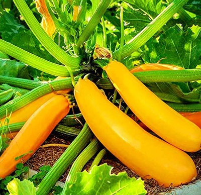 CRGO ZUCCHINI Seed(90 per packet)