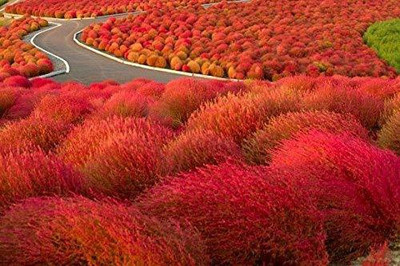 Aywal Kochia Burning Bush Green Flowering Seed(100 per packet)