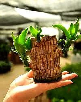 crockdile The Brazil Wood Plant in a White and Wood Planter Seed(1 per packet)