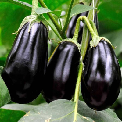 BDSresolve hybrid brinjal seeds pack of 61 Seed(61 per packet)