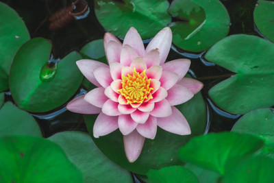 ACMS Lotus Seed(10 per packet)