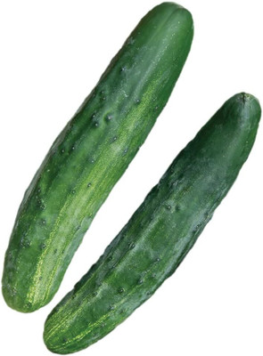 Qualtivate PUAS-1A Bush Champion Slicing Cucumber Seeds Seed(300 per packet)