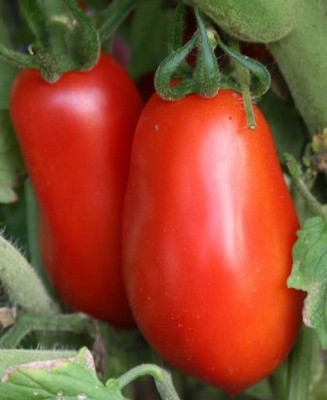 Qualtivate PUAS-7A Tomato, Italian Roma Seed(300 per packet)