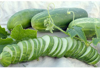 Avysa Cucumber Cross Country F1 Seed-CuC_1449 Seed(300 per packet)