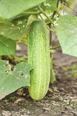 LPR CUCUMBER ,KHIRA Seed(100 per packet)