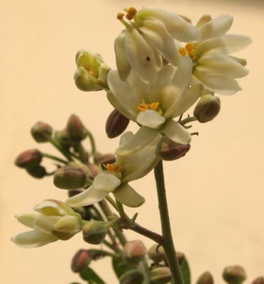 CYBEXIS PUAS-94 - PKM1 Moringa Oleifera Drumstick - (1350 Seeds) Seed(1350 per packet)