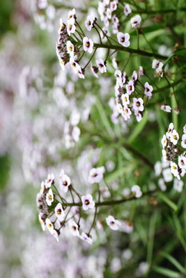 KANAYA gypsophila flower Seed(200 per packet)