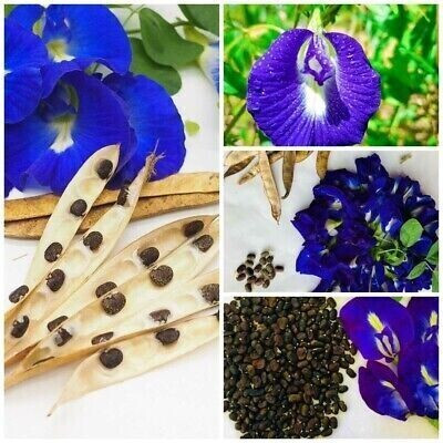 Shiv-Shakti Group aparajita blue Seed(10 per packet)