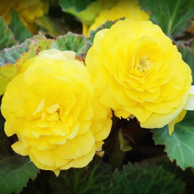 Qualtivate HUA-31 Yellow Begonia Seeds Seed(25 per packet)