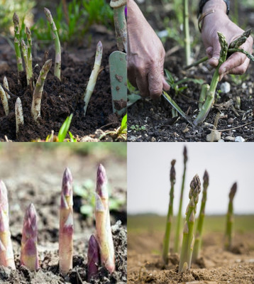 ibains Asparagus seeds for home garden beez 37 Seed(37 per packet)