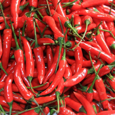 KNESSiN Chilli Hot Pepper Seed(200 per packet)