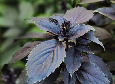 Glance Herb - Basil Dark Opal Seeds Red / Purple Seed(250 per packet)