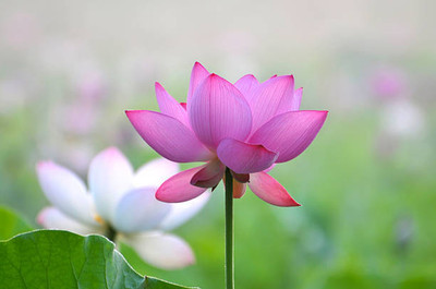 seedito lotus,kamal gatta Seed(11 per packet)
