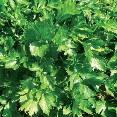 MAA Celery, Ajmod Seed(38 per packet)