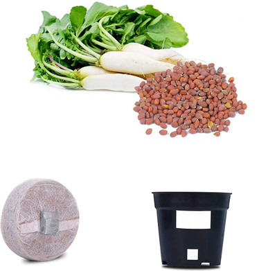 VibeX VXI-33-Cabbage F1 Hybrid Combo with Potter & Rootplug Seed(35 per packet)