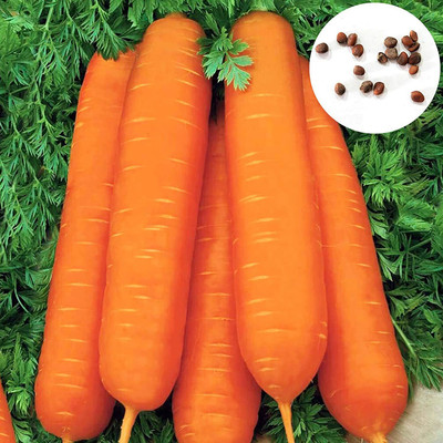 CYBEXIS Easy to Plant Carrot Seeds2000 Seeds Seed(2000 per packet)