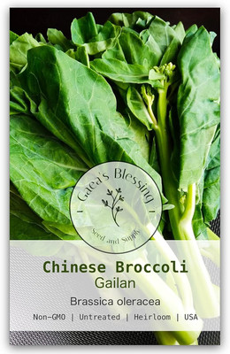 WILLVINE HAR -XII Gailan Seeds - Chinese Broccoli [25g] Seed(7500 per packet)