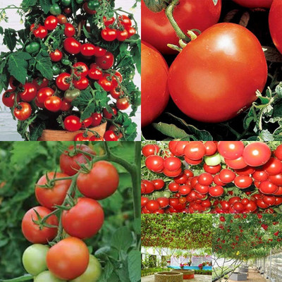ibains Big tomato seed pack of 310 Seed(310 per packet)