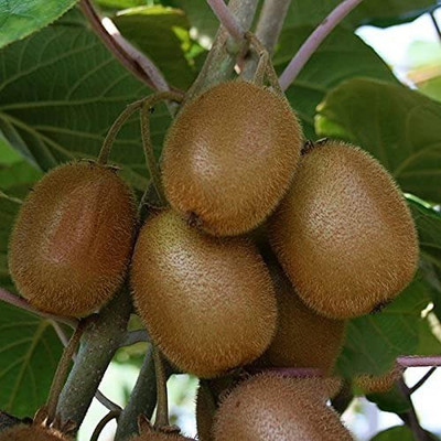 Aro Kiwi Seed(30 per packet)