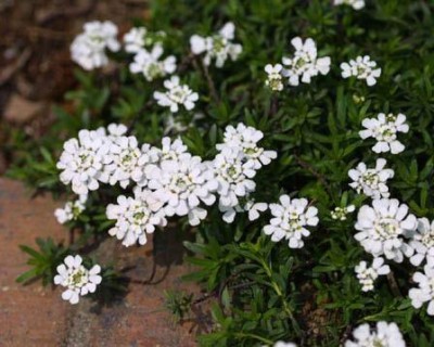 Aywal umbellata Dwarf Fairy Mix - Candytuft Seed(30 per packet)