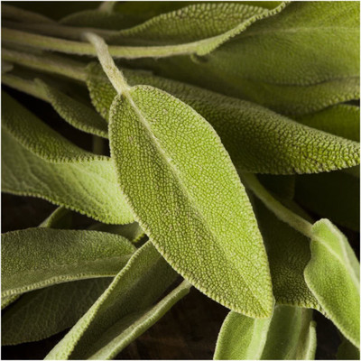 CYBEXIS TLX-24 - Broad Leaved Sage(Salvia officinalis) - (150 Seeds) Seed(150 per packet)