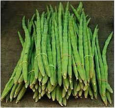 dpays Moringa Seed(55 per packet)