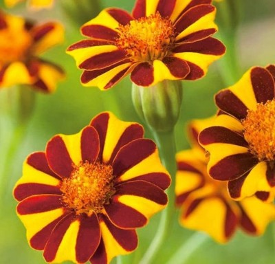 DIOART MARIGOLD , GENDA Seed(500 per packet)