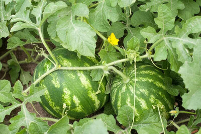 CRGO WATERMELON TARBUJ Seed(30 per packet)