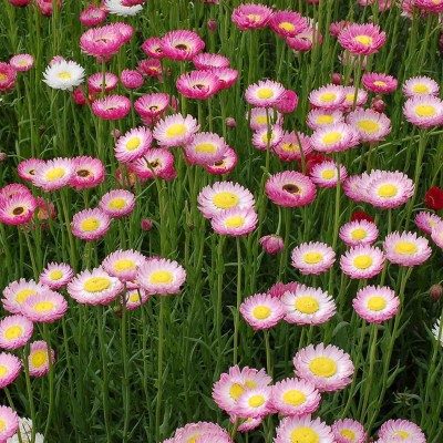 VibeX KGF -3 - Hybrid Rare Daisy - (540 Seeds) Seed(540 per packet)