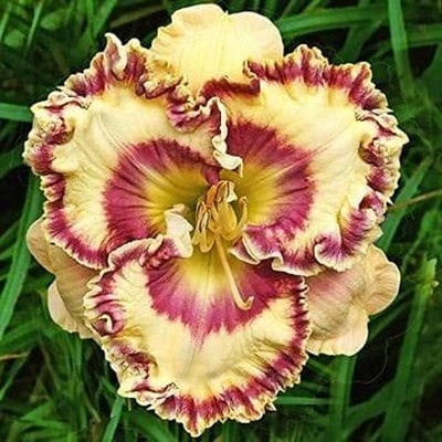 Cloud Farm Lily Plant Seed(2 per packet)