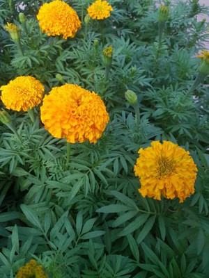 Infintegreen marigold/gende ka phool flower seeds Seed(50 per packet)