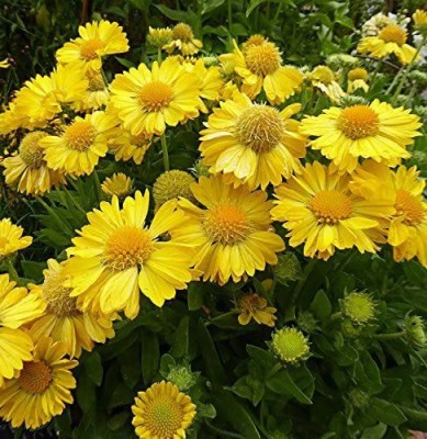 CYBEXIS GBPUT-27 - Flower Gaillardia Yantar - (540 Seeds) Seed(540 per packet)