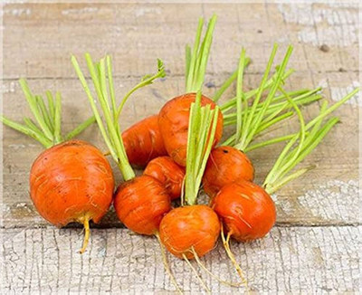 BDSresolve Round carrot seeds PACK OF 84 Seed(84 per packet)