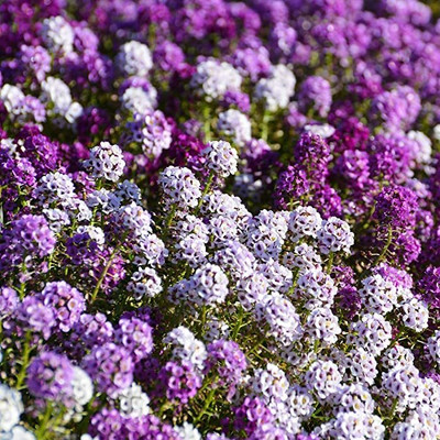 Aywal Alyssum F1 Hybrid Flower Seed(80 per packet)