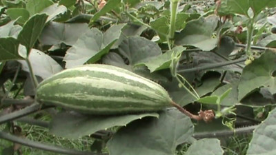 wequality pointed gourd roots/pointed gourd seeds 24 Seed(24 per packet)