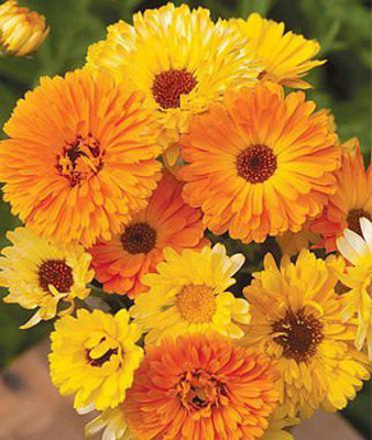 CYBEXIS Calendula Bon Bon Seeds Mix color Seed(50 per packet)