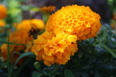 ACMS marigold/gende ka phool flower seeds Seed(75 per packet)