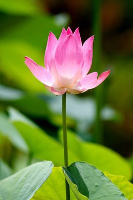 kotaliya Lotus Flower Seeds mix - Indoor For Home Garden - 20 Seeds + Instruction Manual Seed(20 per packet)