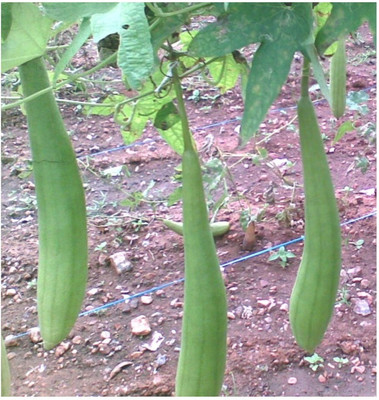 UGRA SPONGE GOURD Seed(150 per packet)
